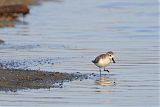 Spoon-billed Sandpiper